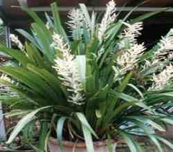 Sales of rare plants